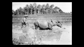 POTRET PETANI MEMBAJAK SAWAH