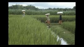 POTRET WANITA SEDANG BERJALAN DENGAN KARUNG DI ATAS KEPALA DI SAWAH