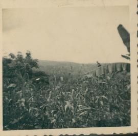 Perkebunan jagung di Kalijae